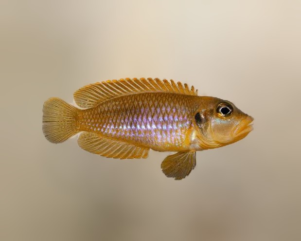 Occelatus gold
